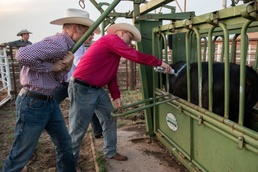 97 AMW Leaders Learn to Sort Cattle