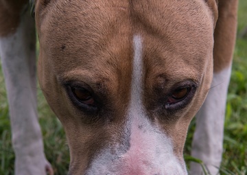 Wounded Warrior Care Event