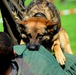 Military Working Dogs Demonstration