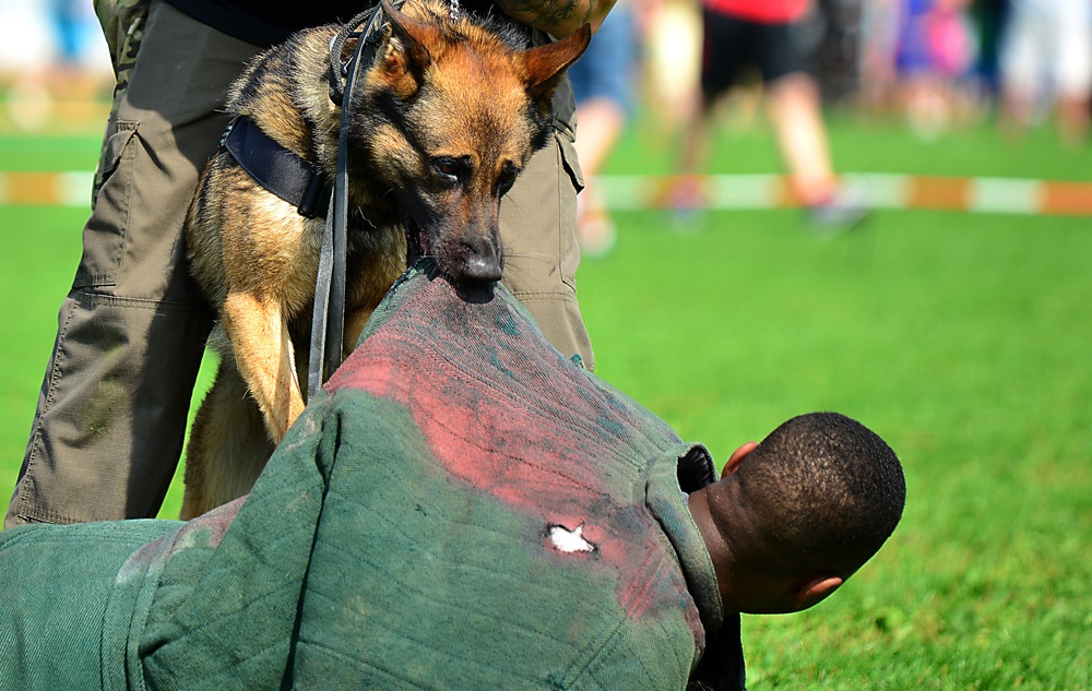 Military Working Dogs Demonstration