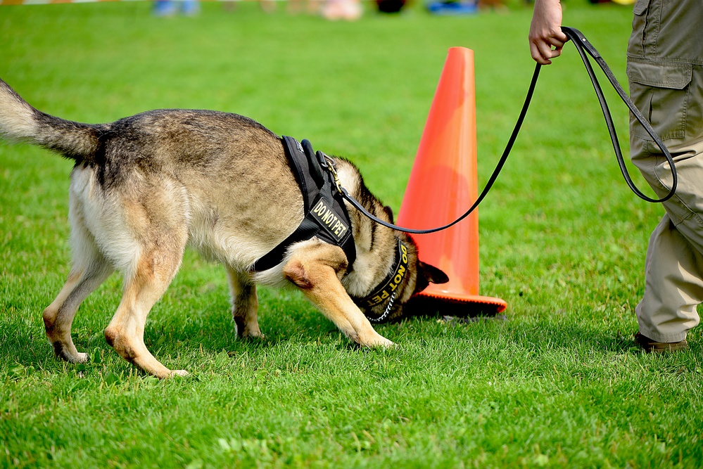 Military Working Dogs Demonstration