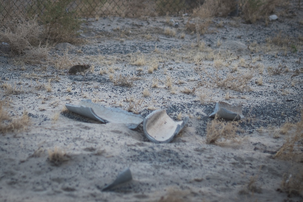 Entomology: preserving base wildlife, protecting ASAB Airmen