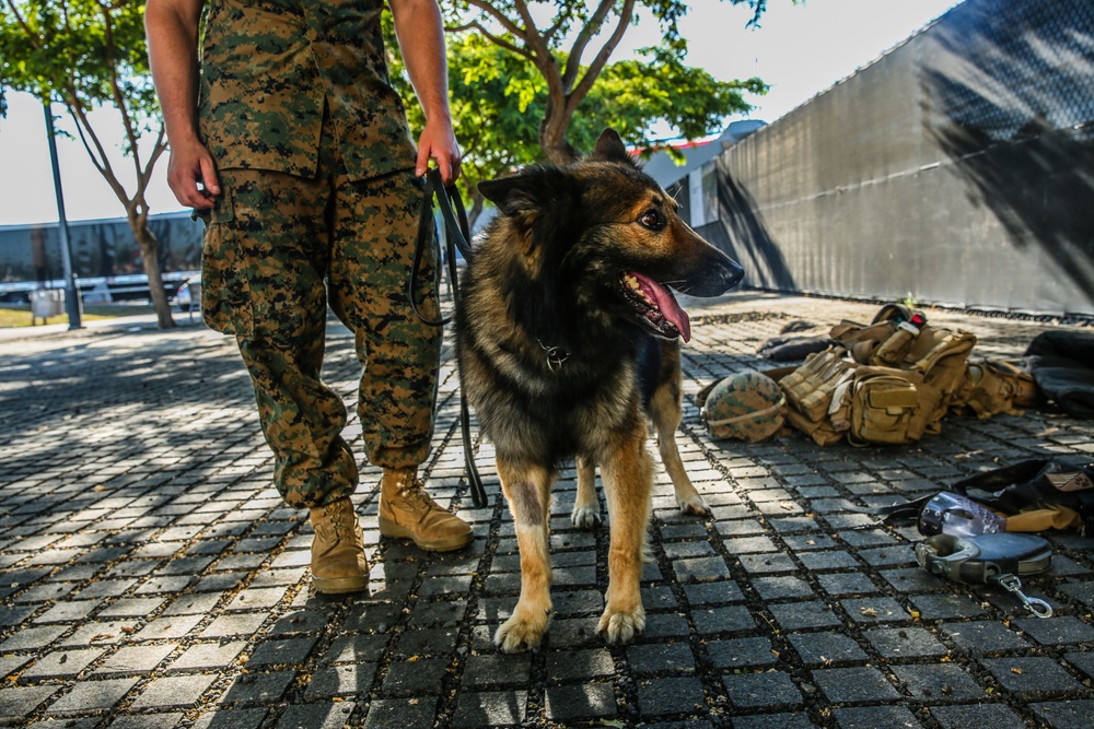 Los Angeles Fleet Week 2019: Military Working Dogs