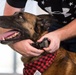 Barksdale Military Work Dogs retire