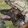 Barksdale Military Work Dogs retire