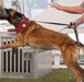 Barksdale Military Work Dogs retire