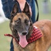 Barksdale Military Work Dogs retire
