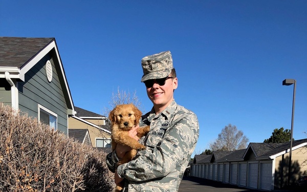 The four paws of resilience