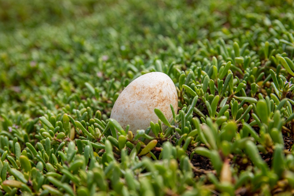 MCBH partners with outside agencies to account for Wedge-Tail Shearwater colony