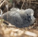 MCBH partners with outside agencies to account for Wedge-Tail Shearwater colony