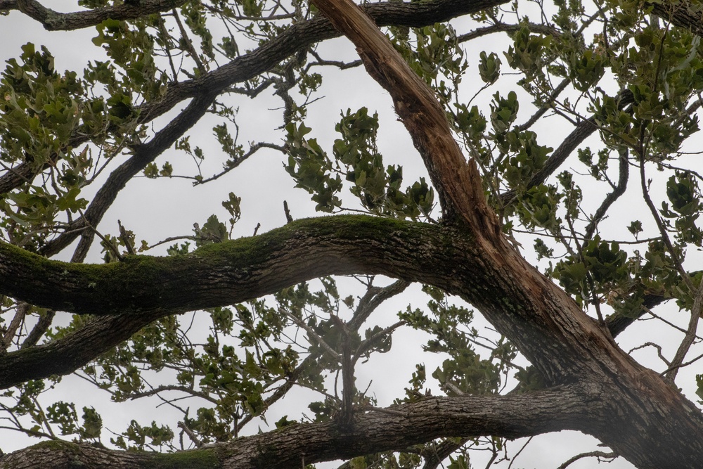 Immediate Damage assessment of Hurricane Dorian