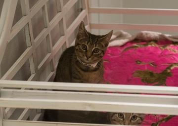 Defenders fetch fur-ever homes