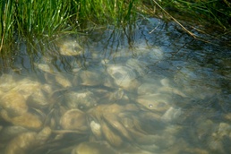 Students receive pearls of wisdom planting oysters