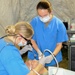 Army dentists hone field craft, promote readiness