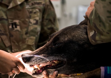 A stronger bite for a future fight