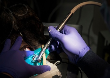 A stronger bite for a future fight