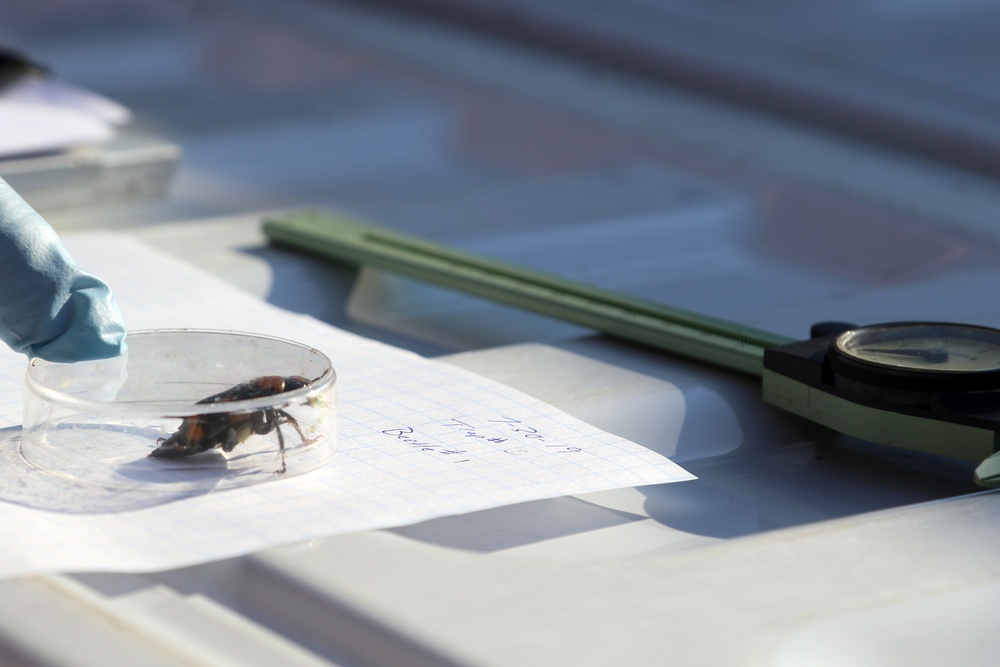 A bug's life: Protecting the American Burying Beetle