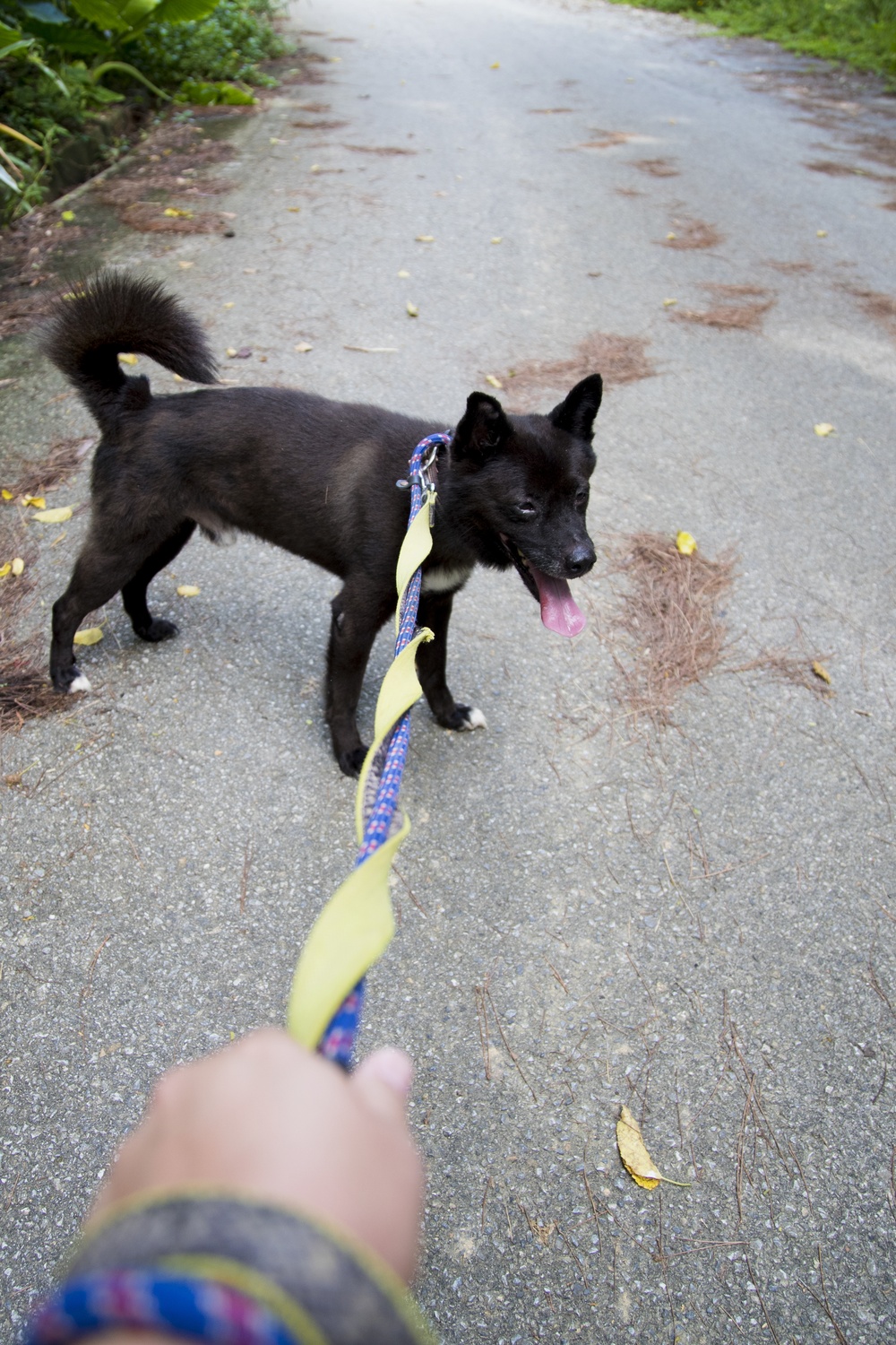 Marines volunteer at no-kill animal shelter in Ishikawa Village