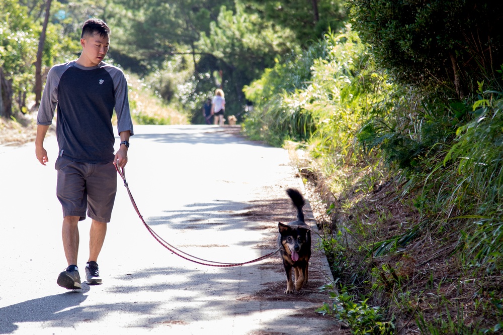 Marines volunteer at no-kill animal shelter in Ishikawa Village