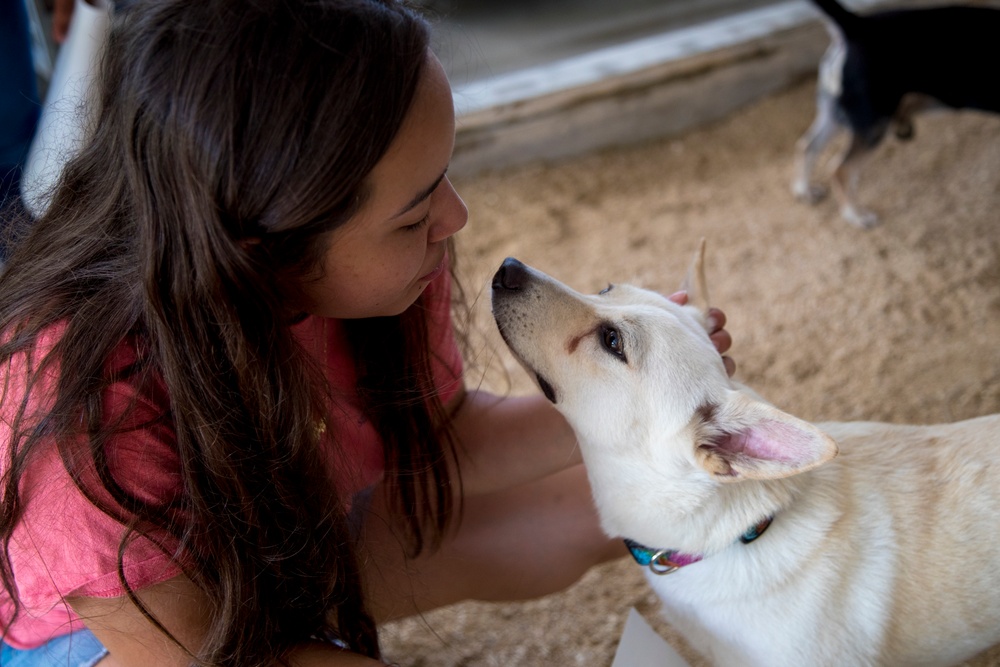Marines volunteer at no-kill animal shelter in Ishikawa Village