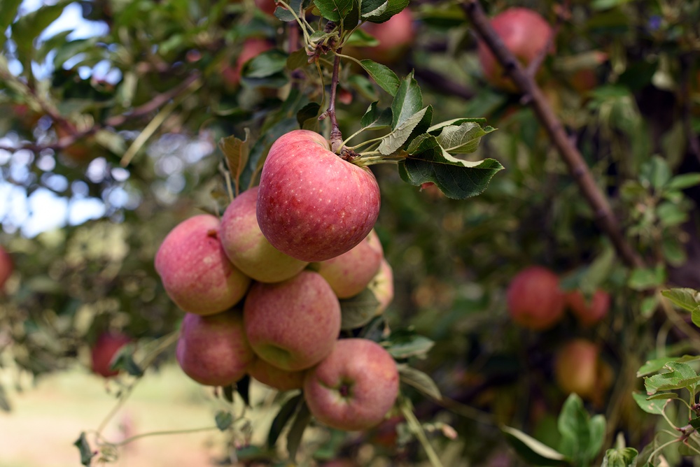 U-Pick Mesilla Valley Apples: In-cider information
