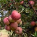 U-Pick Mesilla Valley Apples: In-cider information