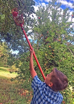U-Pick Mesilla Valley Apples: In-cider information