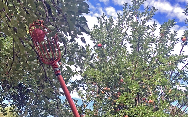 U-Pick Mesilla Valley Apples: In-cider information