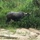 A large water buffalo (Bubalus bubalis) stands at the edge of dense green vegetation, appearing to graze or browse on tall grass and reeds. The animal is dark gray-black in color with curved horns visible. The foreground shows sandy, partially dry ground with sparse low vegetation, suggesting proximity to a water source or riverbank.
