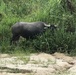 Water buffalo at Si Racha