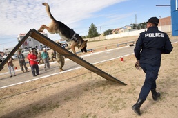 Gobi Wolf 19