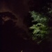 Welcome to the Jungle