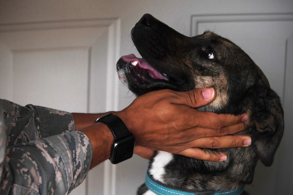 Tactical Paws enjoyed by Airmen, dogs