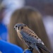 Air Force Academy plays Boise State