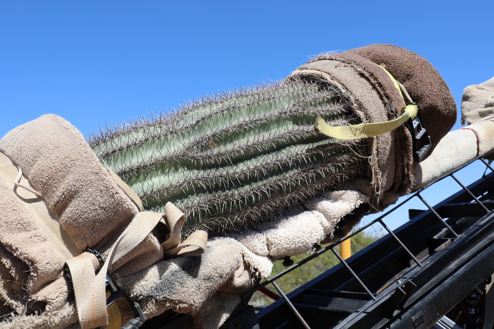 USACE Task Force Barrier relocates cacti in Organ Pipe Cactus National Monument