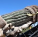 USACE Task Force Barrier relocates cacti in Organ Pipe Cactus National Monument