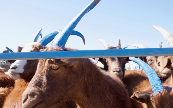 Gobi Wolf 2019 wraps up in Mongolia