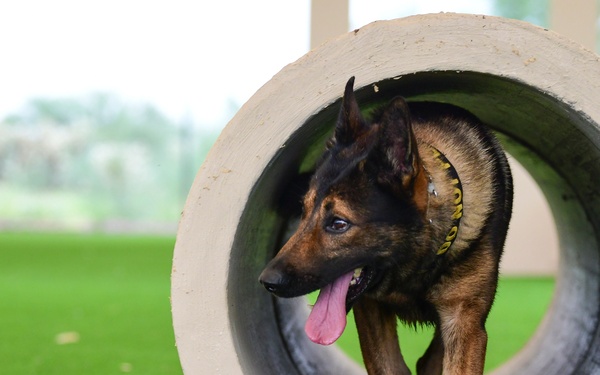MWD: Partner in fighting crime