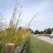 Intentional Prairie Restoration