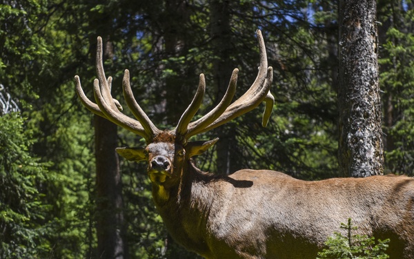 Annual awards gone wild