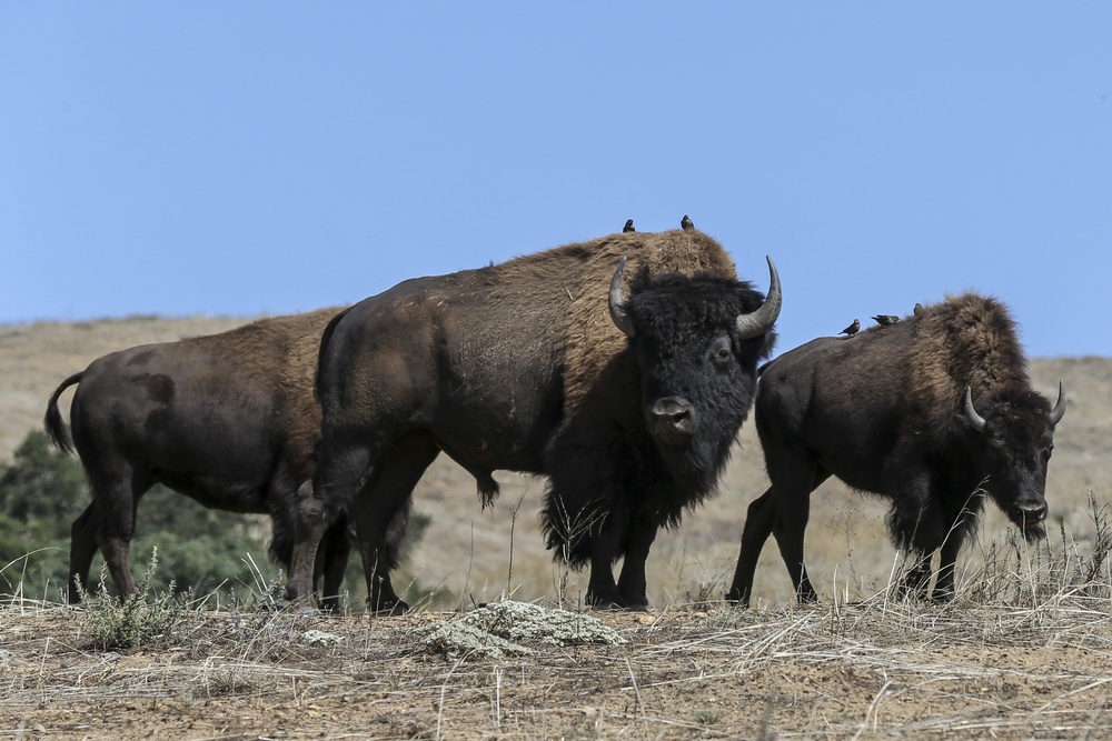 American bison continue to thrive on Camp Pendleton