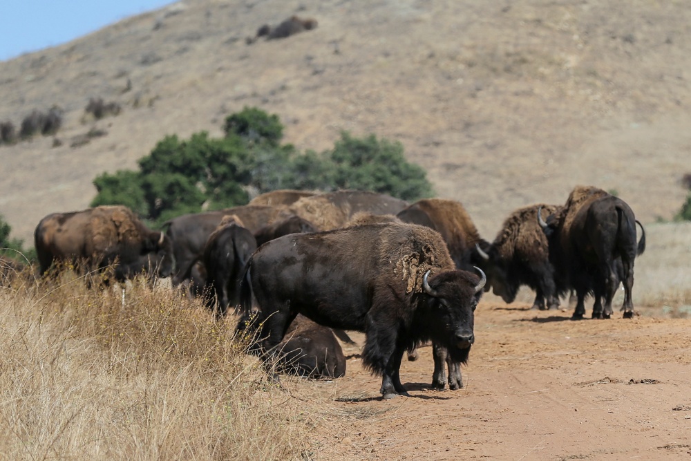 American bison continue to thrive on Camp Pendleton