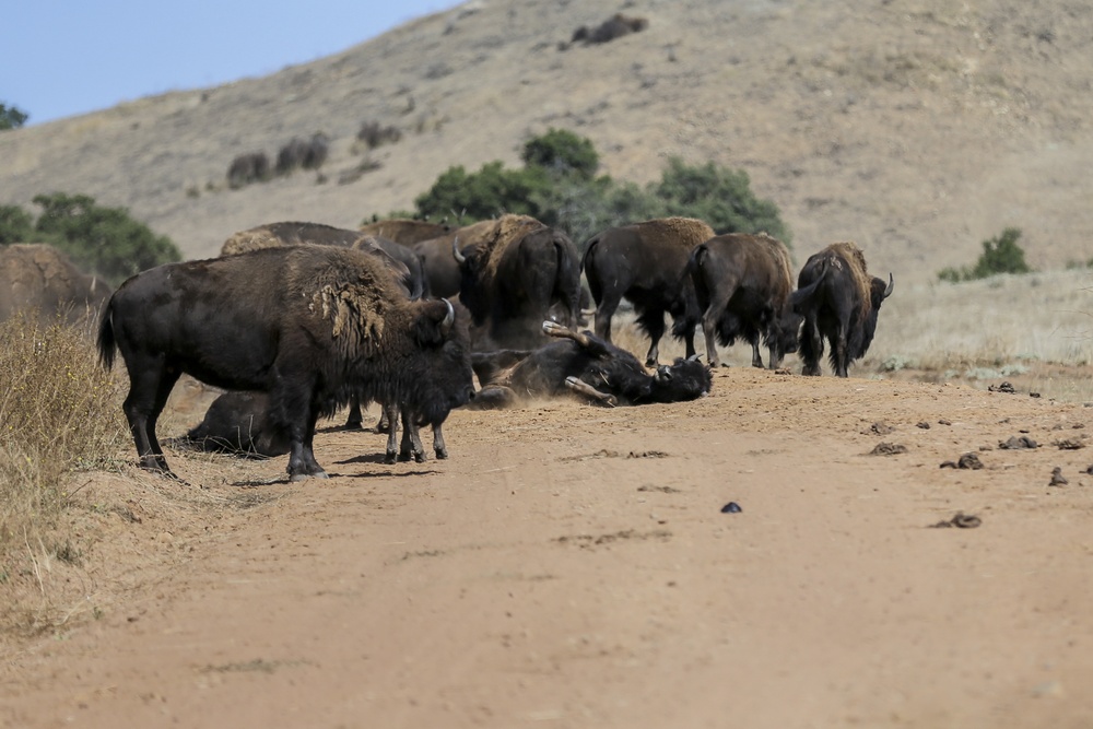 American bison continue to thrive on Camp Pendleton