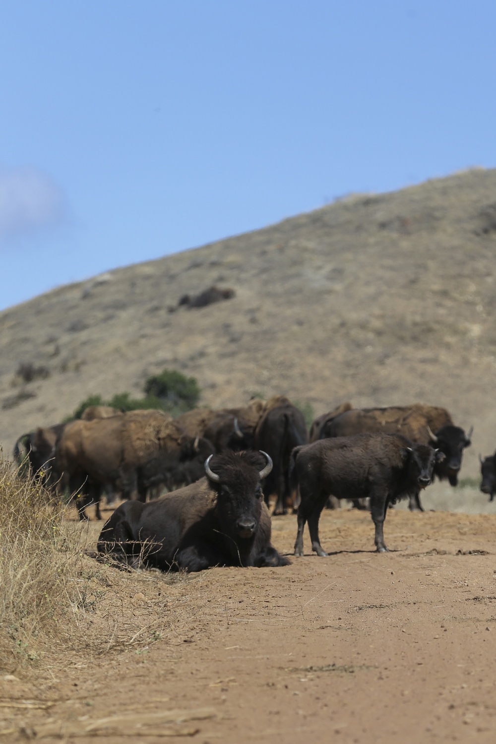 American bison continue to thrive on Camp Pendleton