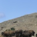 American bison continue to thrive on Camp Pendleton
