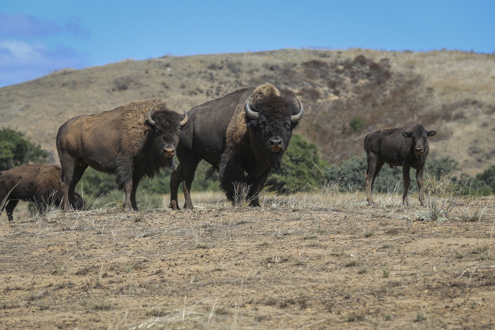 American bison continue to thrive on Camp Pendleton