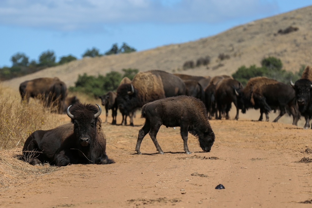 American bison continue to thrive on Camp Pendleton