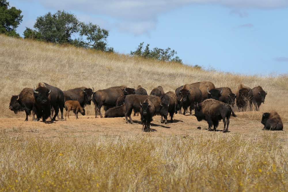 american bison herd