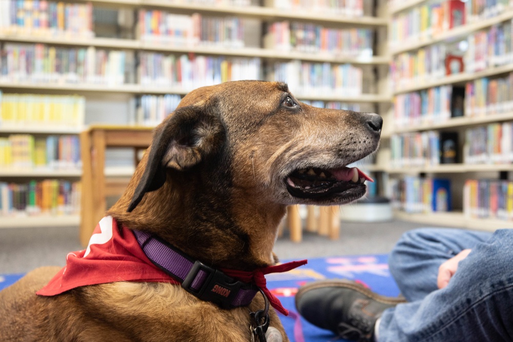 Dog visits Wiesbaden Library for PaWs read-aloud program