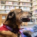 Dog visits Wiesbaden Library for PaWs read-aloud program